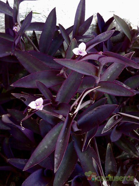A photo of Tradescantia pallida