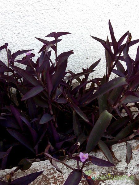 A photo of Tradescantia pallida