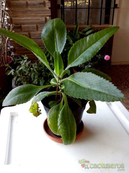 Una foto de Kalanchoe mortagei