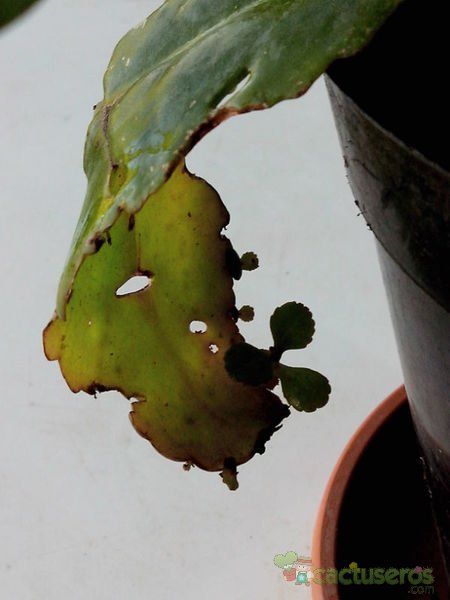 Una foto de Kalanchoe mortagei