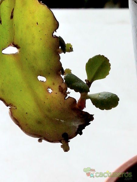 Una foto de Kalanchoe mortagei