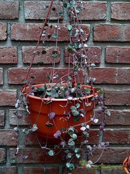 A photo of Ceropegia woodii