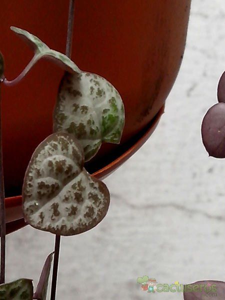 A photo of Ceropegia woodii