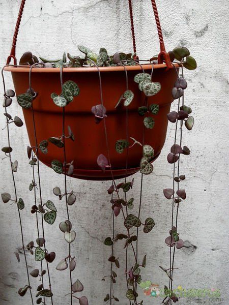A photo of Ceropegia woodii