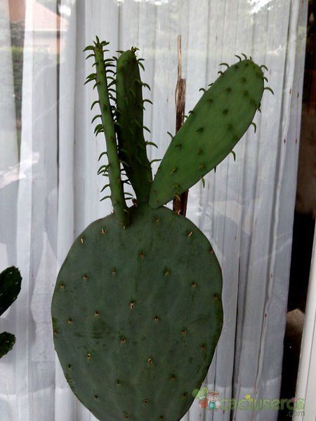 A photo of Opuntia robusta