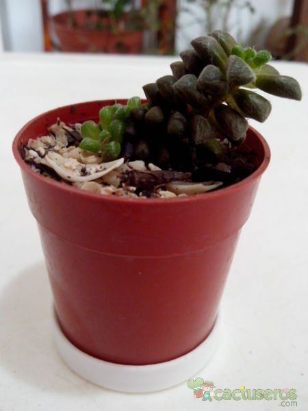 A photo of Anacampseros filamentosa