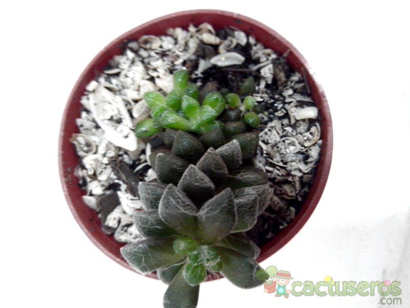 A photo of Anacampseros filamentosa