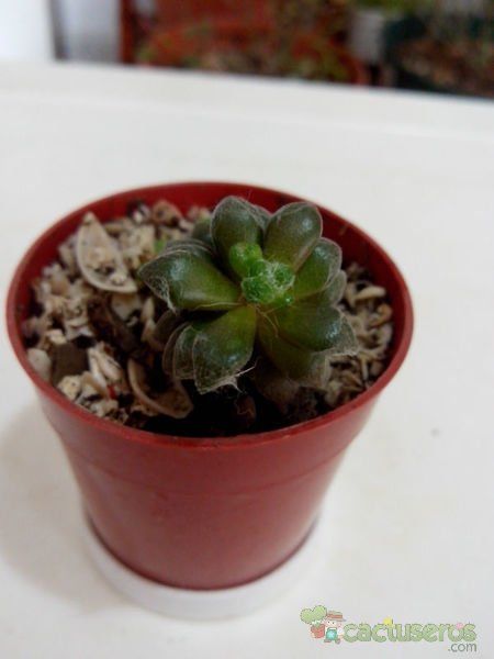 A photo of Anacampseros filamentosa