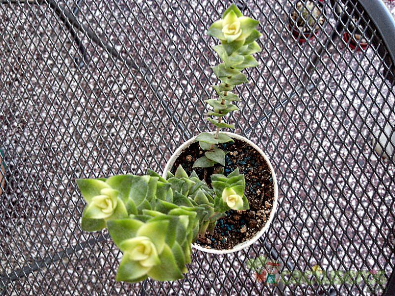Una foto de Crassula perforata fma. variegada
