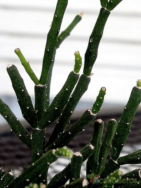 A photo of Hatiora cylindrica  