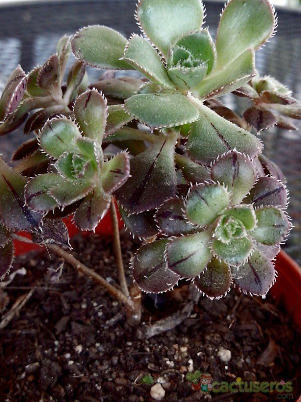 A photo of Aeonium x mascaense