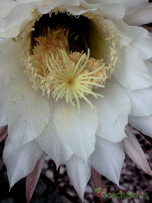 Una foto de Echinopsis candicans