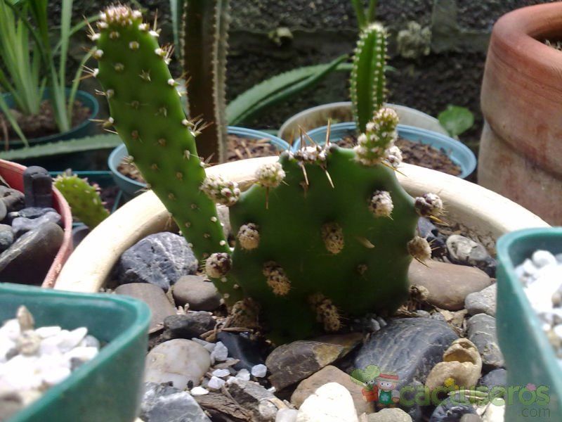 A photo of Opuntia elata fma. monstruosa