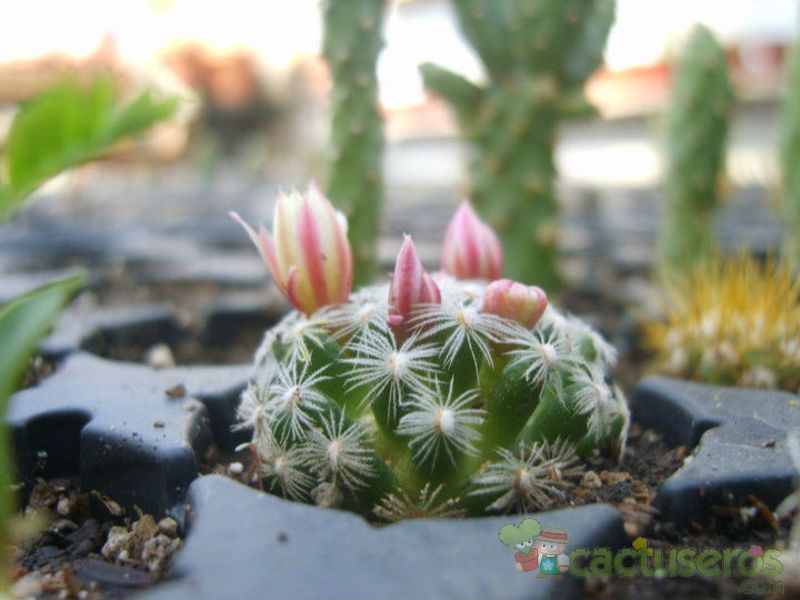 A photo of Mammillaria nana