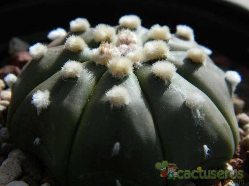 A photo of Astrophytum asterias fma. nudum