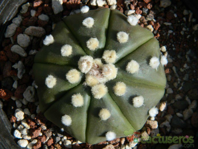 Una foto de Astrophytum asterias fma. nudum