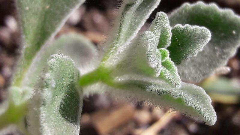 Una foto de Plectranthus hadiensis var. tomentosus