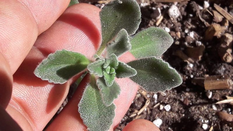 Una foto de Plectranthus hadiensis var. tomentosus