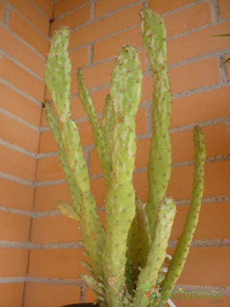 A photo of Opuntia monacantha fma. variegada monstruosa