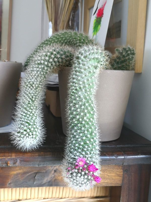 Photo of a cactus currently being identified