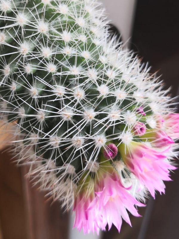 Photo of a cactus currently being identified