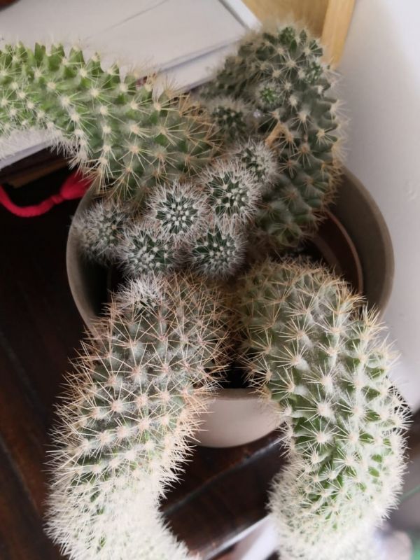 Photo of a cactus currently being identified