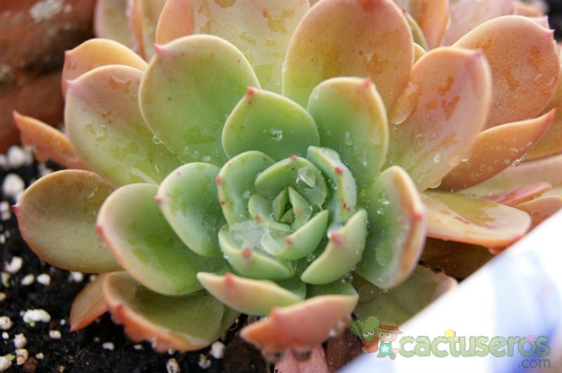 A photo of Echeveria halbingeri