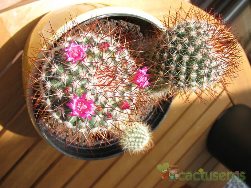 A photo of Mammillaria rhodantha ssp. rhodantha