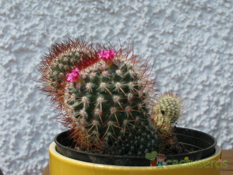 A photo of Mammillaria rhodantha ssp. rhodantha
