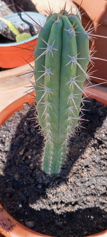 Photo of a cactus currently being identified