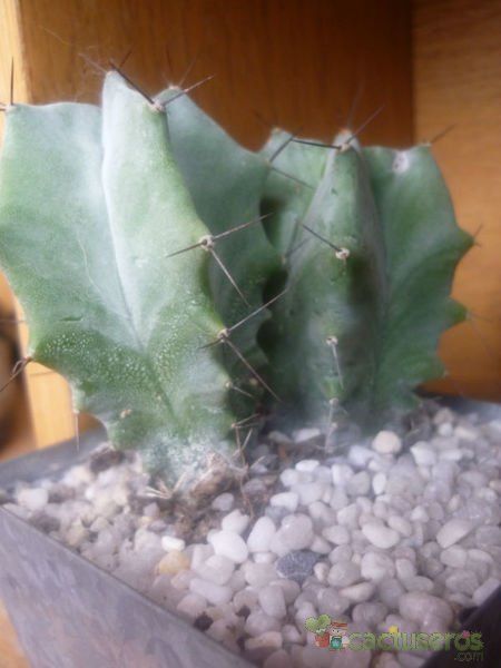 Una foto de Stenocereus pruinosus