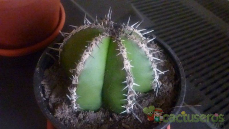Una foto de Pachycereus marginatus