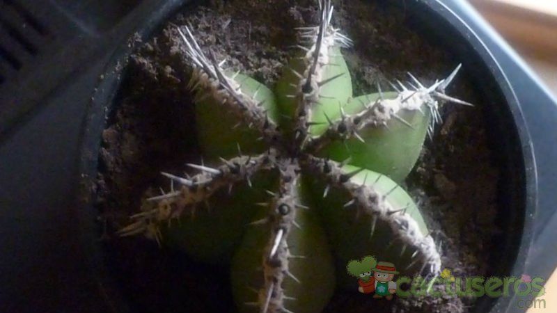 Una foto de Pachycereus marginatus