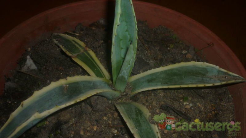 A photo of Agave americana var. marginata