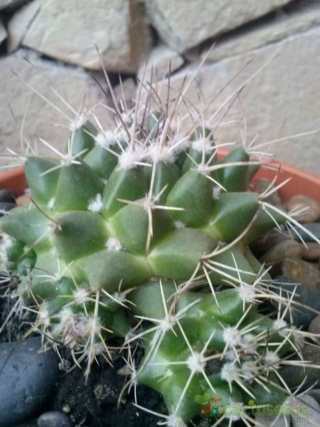 Una foto de Mammillaria compressa ssp centralifera