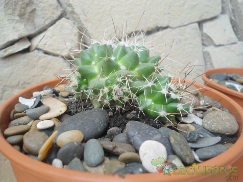 Una foto de Mammillaria compressa ssp centralifera