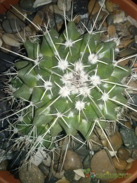 Una foto de Mammillaria compressa ssp centralifera