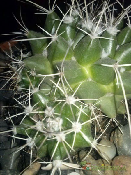 Una foto de Mammillaria compressa ssp centralifera