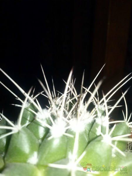 Una foto de Mammillaria compressa ssp centralifera