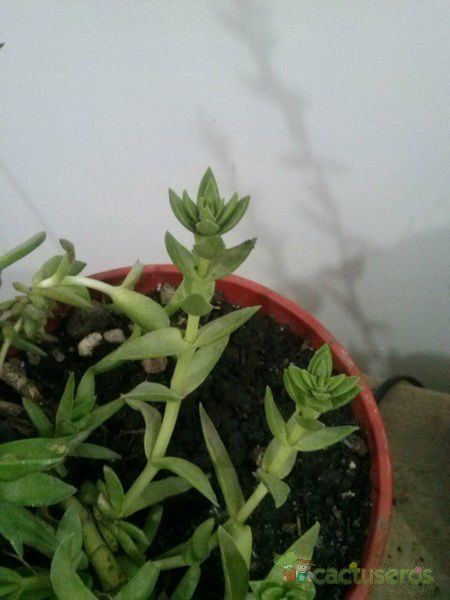 A photo of Crassula capitella