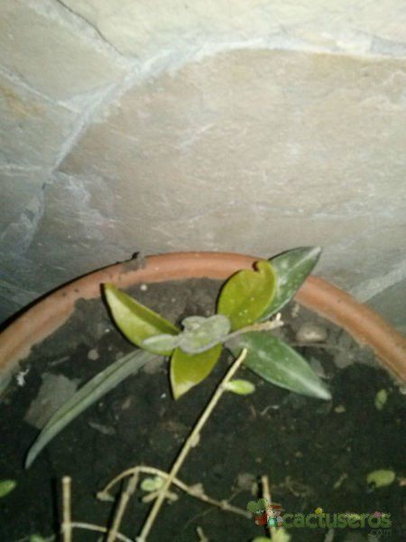 A photo of Crassula capitella