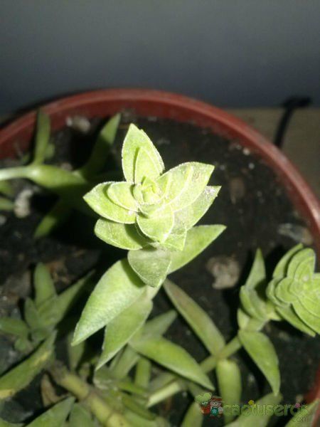 A photo of Crassula capitella