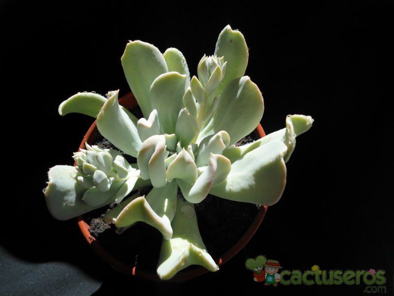 A photo of Echeveria runyonii cv. Topsy turvy 