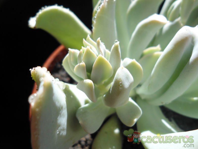 A photo of Echeveria runyonii cv. Topsy turvy 