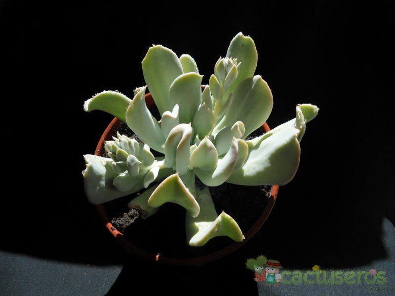 A photo of Echeveria runyonii cv. Topsy turvy 