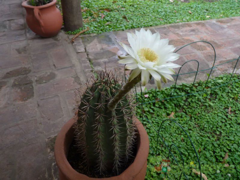 Una foto de Echinopsis rhodotricha
