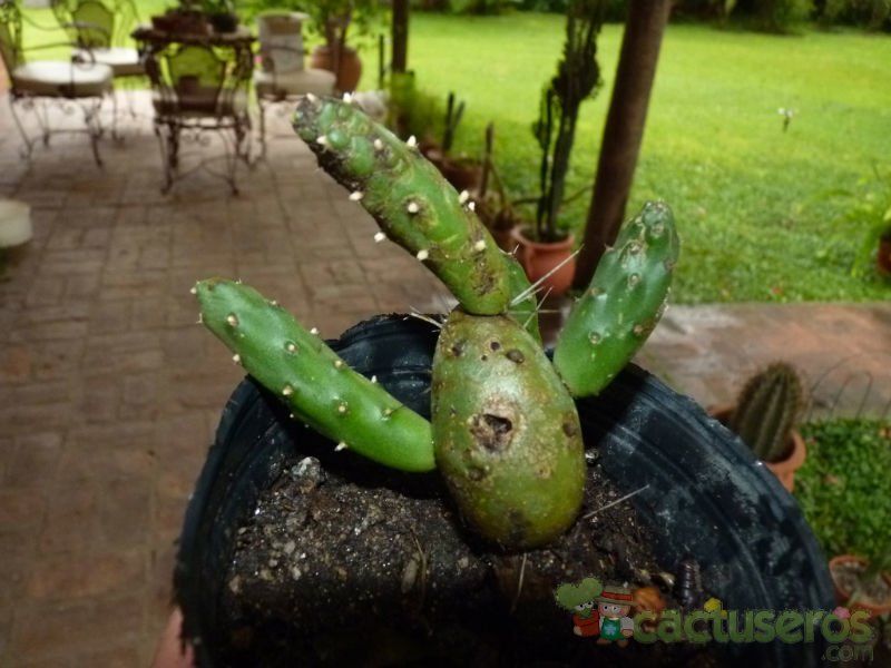 A photo of Cumulopuntia boliviana