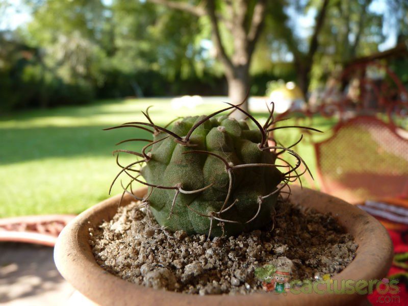 A photo of Matucana madisoniorum
