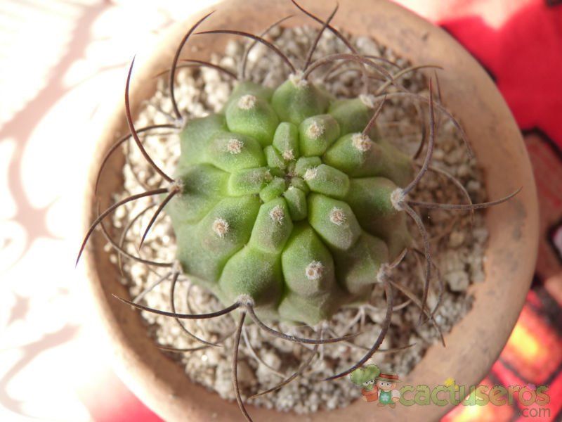A photo of Matucana madisoniorum