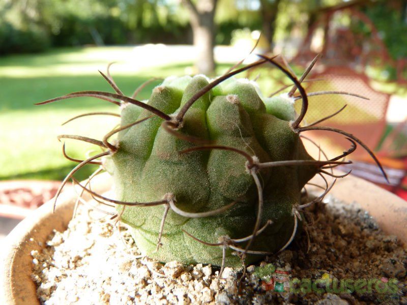 A photo of Matucana madisoniorum